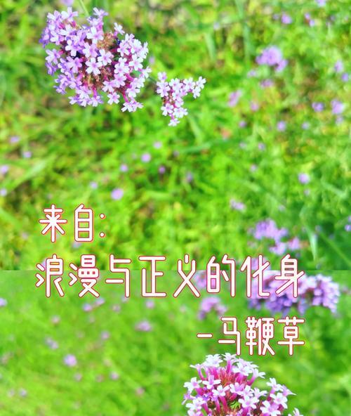 一路生花代表了什么爱情寓意？它的含义是什么？