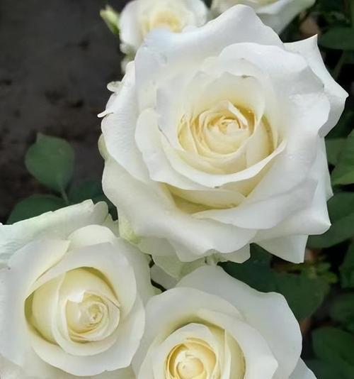 白色的花寓意是什么？白色花卉的象征意义有哪些？