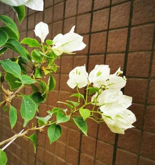 白色的花寓意是什么？白色花卉的象征意义有哪些？