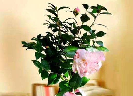 平安成长的花是什么？哪种花象征着平安成长？