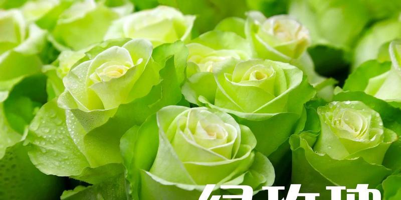 三朵绿色玫瑰花代表了什么？它们的花语是什么？