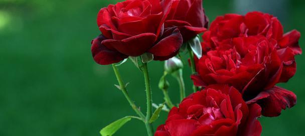 三朵绿色玫瑰花代表了什么？它们的花语是什么？