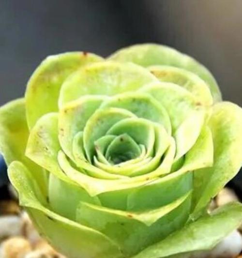 三朵绿色玫瑰花代表了什么？它们的花语是什么？