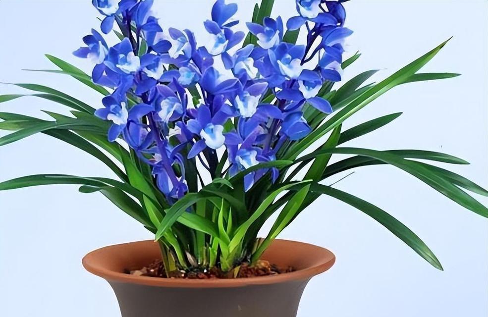 蓝色的花通常寓意着什么？