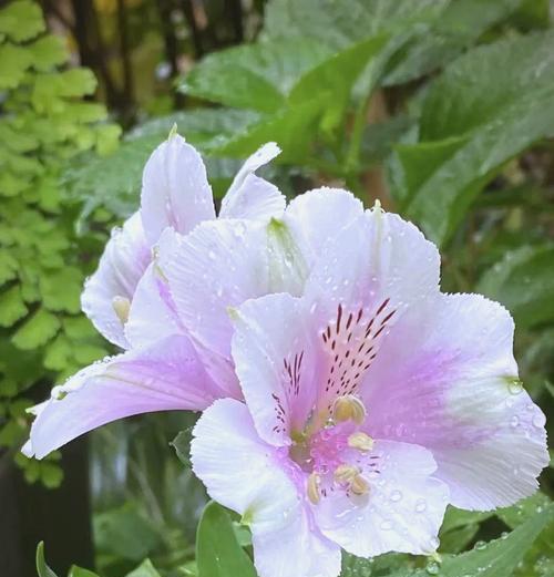 白色六出花的寓意花语是什么？它在花语中代表什么？