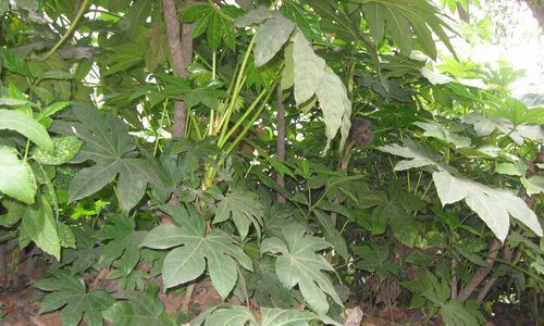 花街节的意义何在？它对文化传承有何影响？