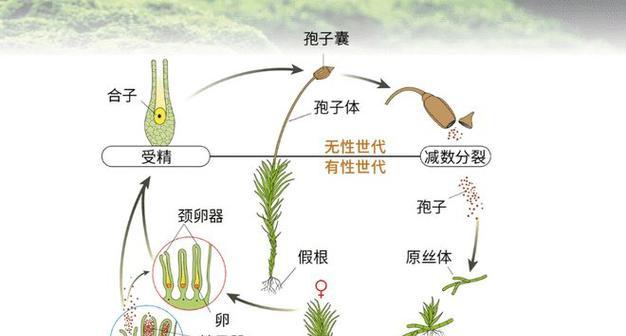 花街节的意义何在？它对文化传承有何影响？