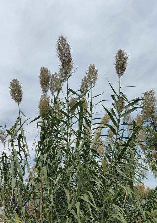 黄色芦苇花代表什么？它的象征意义有哪些？