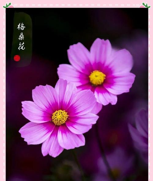 象征有爱心爱情的花是什么？有爱心的爱情花有哪些？