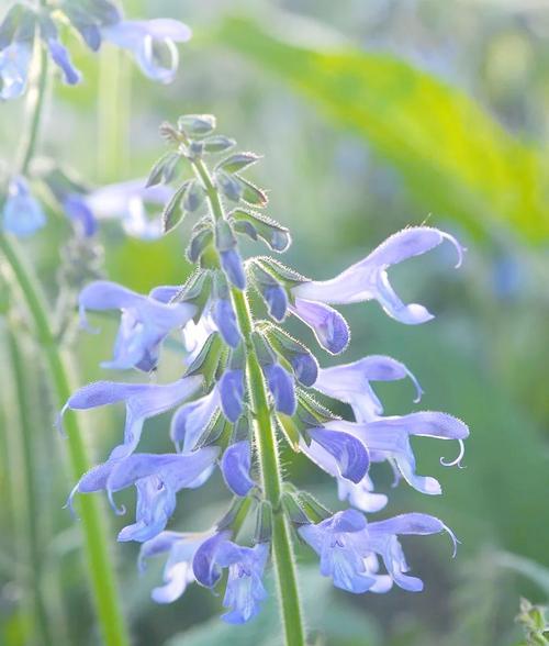 蓝色的虎象征的花是什么？它的寓意是什么？
