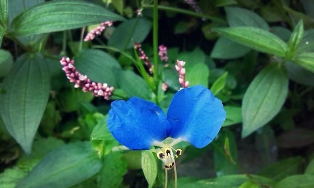 蓝色的虎象征的花是什么？它的寓意是什么？
