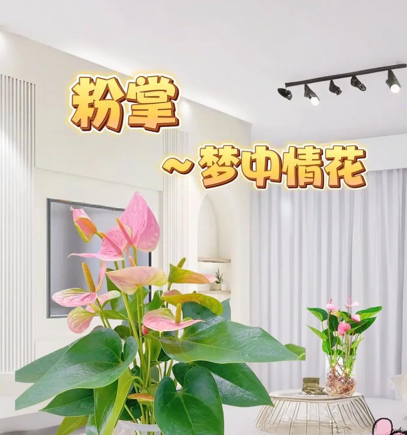 哪些花代表民族特色？它们的寓意是什么？