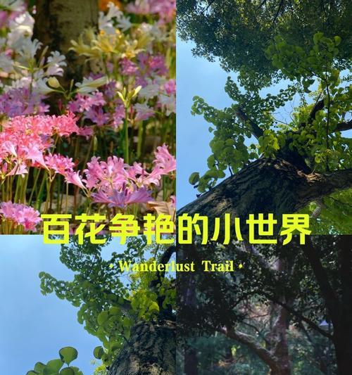 龙爪花颜色不同代表什么？每种颜色的象征意义是什么？