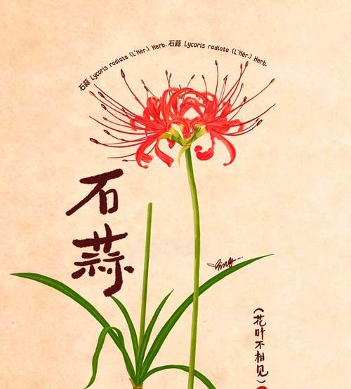 龙爪花颜色不同代表什么？每种颜色的象征意义是什么？