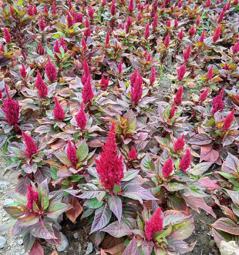 有爱情寓意的草花是什么？夏季开心快乐的花有哪些？