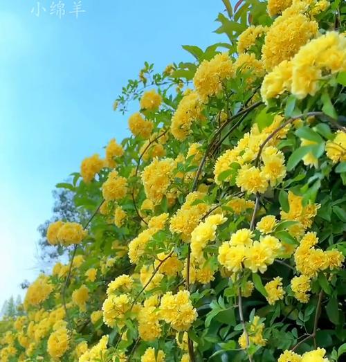 有爱情寓意的草花是什么？夏季开心快乐的花有哪些？