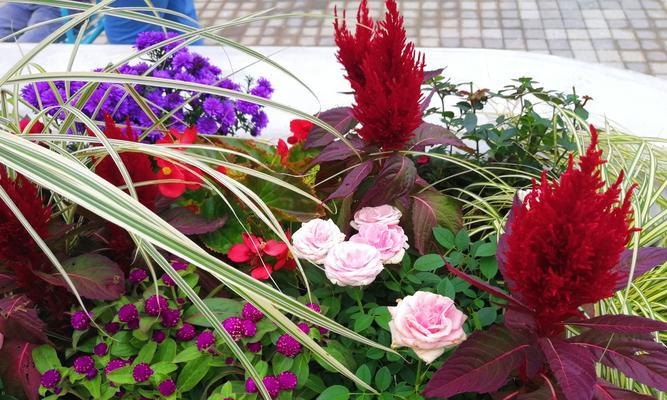 有爱情寓意的草花是什么？夏季开心快乐的花有哪些？