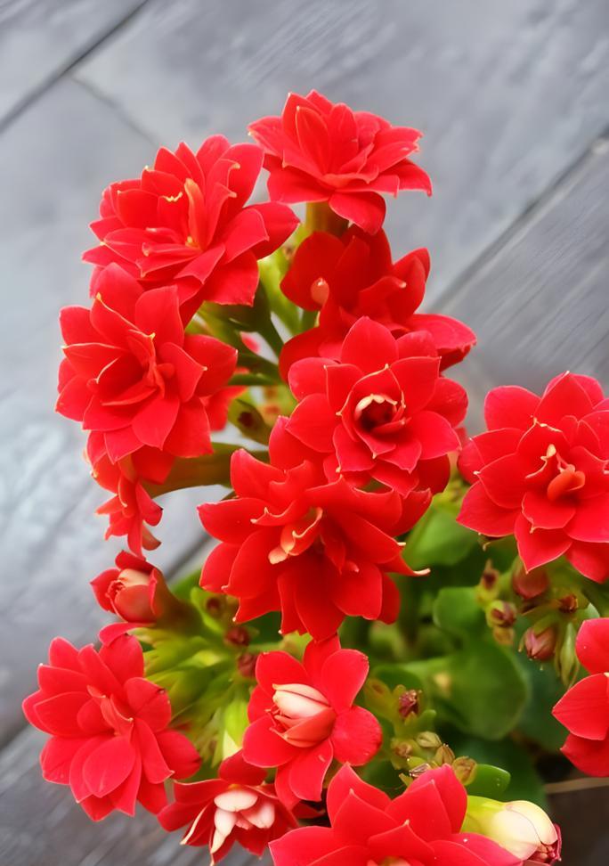 健康积极的花有哪些？它们的寓意是什么？