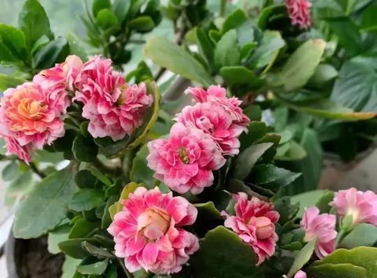 健康积极的花有哪些？它们的寓意是什么？