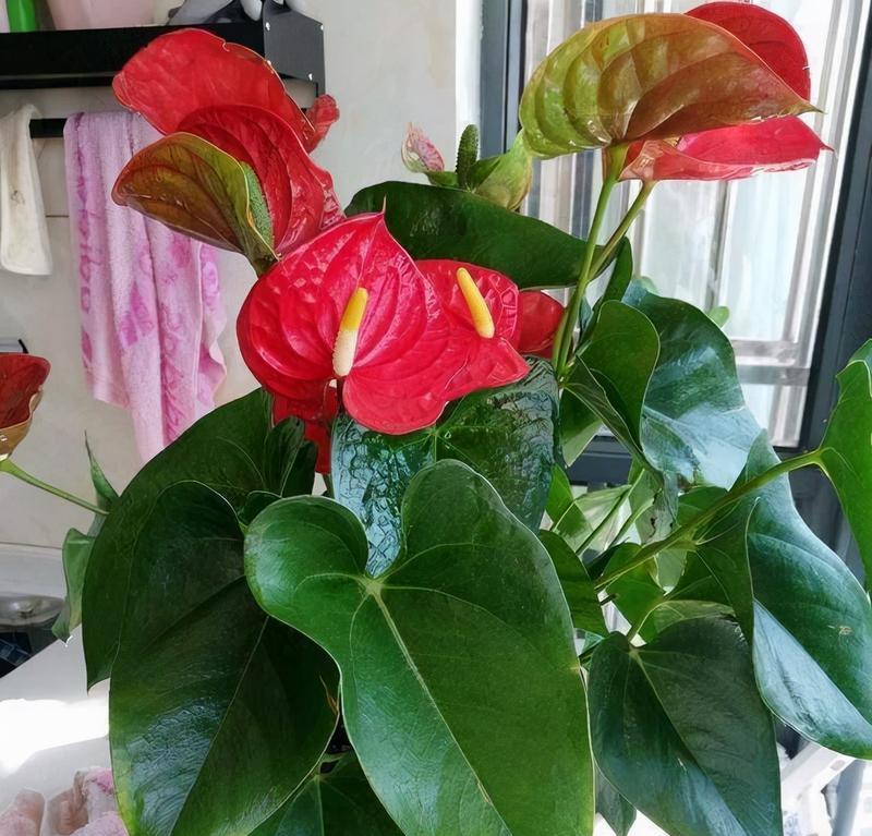 哪种花寓意健康？健康花卉的代表有哪些？