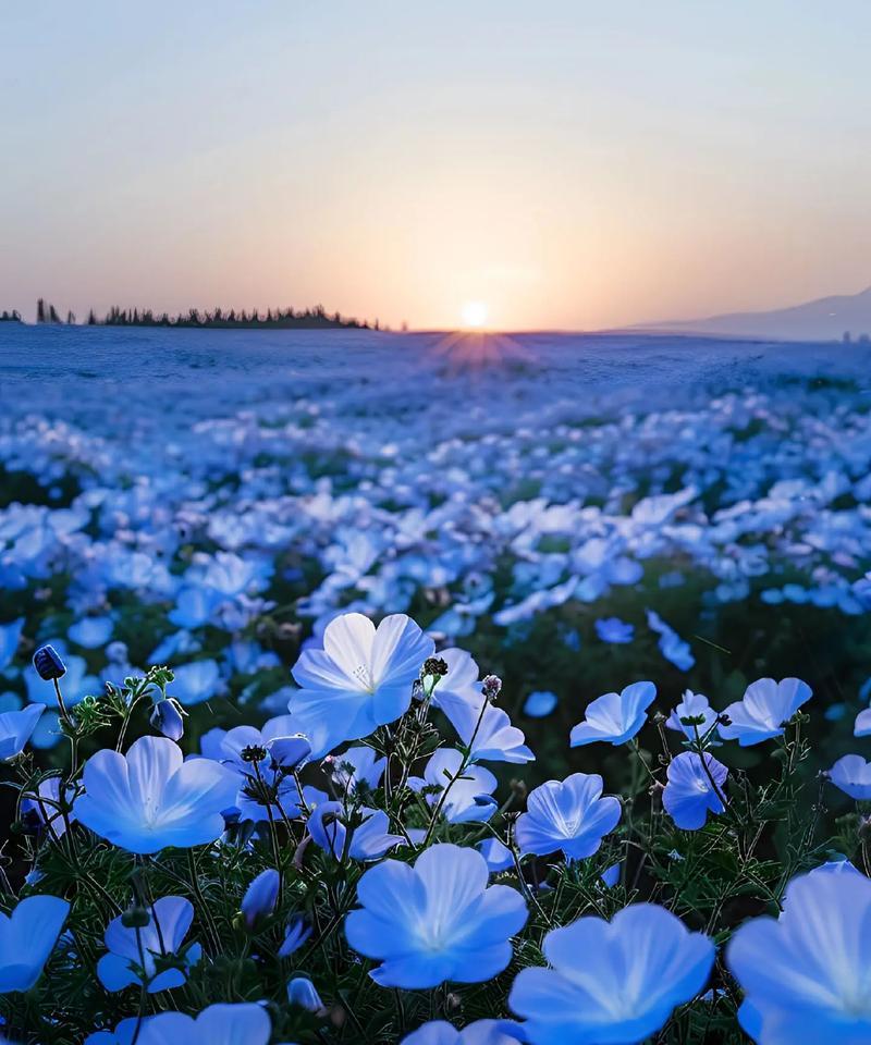 蓝色忍冬的花语是什么？它象征着什么？