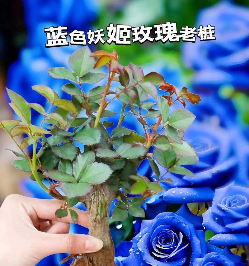 蓝色忍冬的花语是什么？它象征着什么？