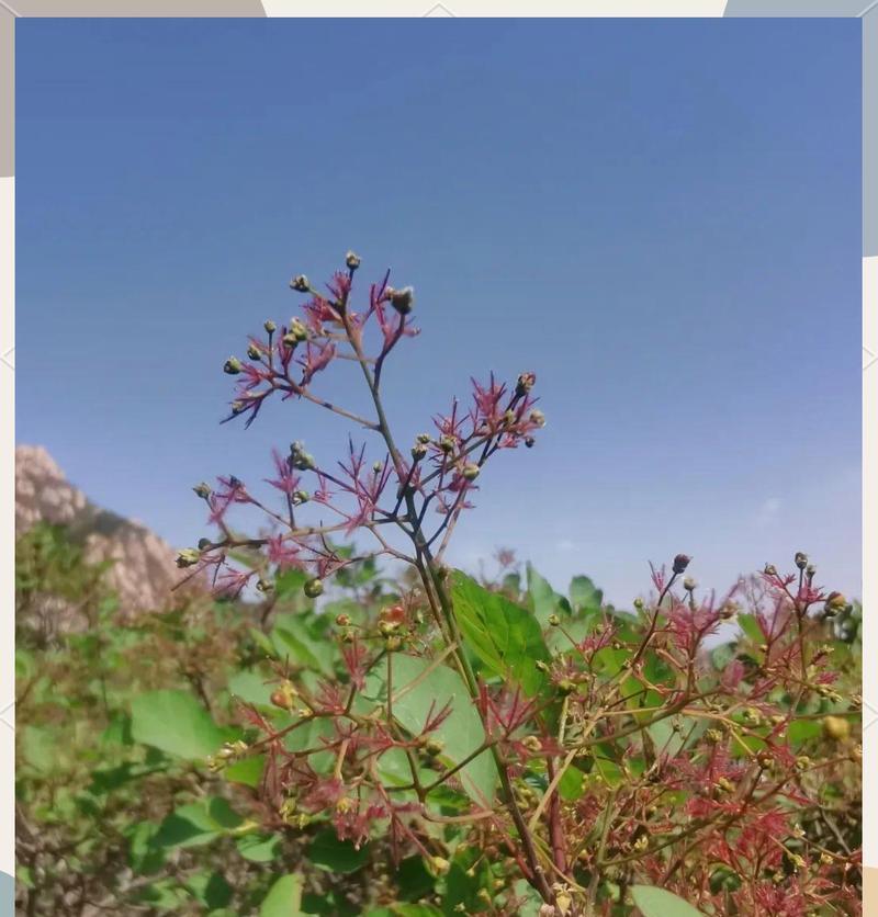 黄栌花的节气由来及其寓意是什么？