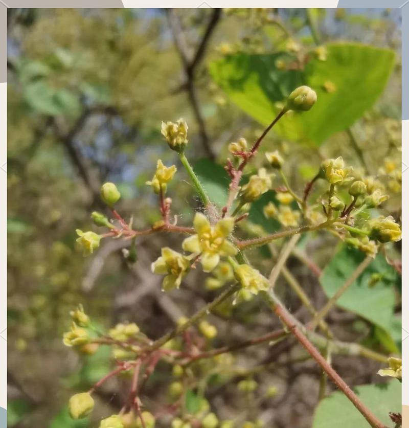 黄栌花的节气由来及其寓意是什么？