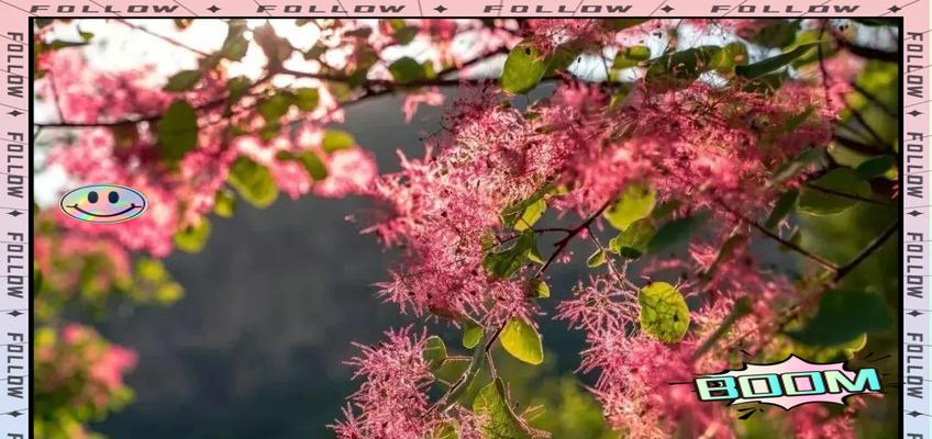黄栌花的节气由来及其寓意是什么？