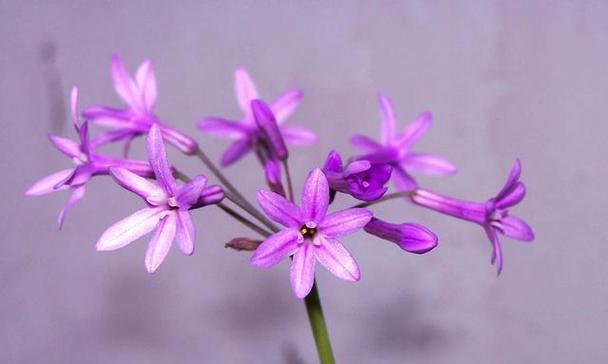 高贵紫色的花有哪些？紫色花象征什么？