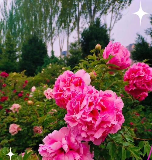 哪些花象征幸福吉祥？幸福吉祥花的寓意是什么？