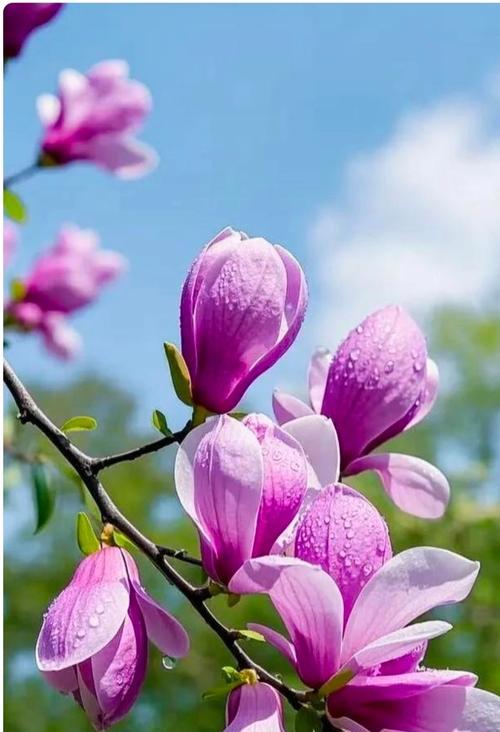 哪些花象征幸福吉祥？幸福吉祥花的寓意是什么？