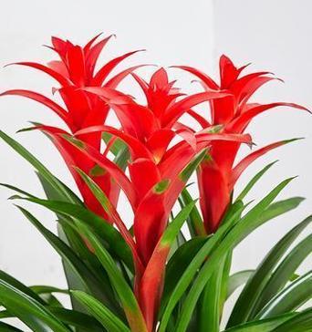 哪些花象征幸福吉祥？幸福吉祥花的寓意是什么？