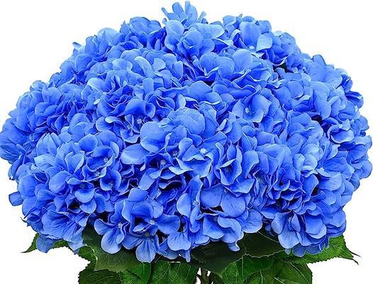 蓝色绣球花象征什么？它的寓意有哪些？