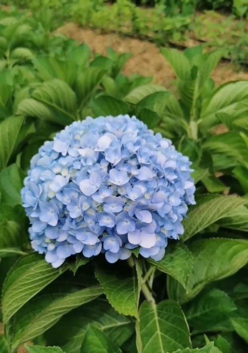 蓝色绣球花象征什么？它的寓意有哪些？