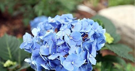 蓝色绣球花象征什么？它的寓意有哪些？