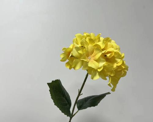 黄色绣球花的花语是什么？它象征着什么？