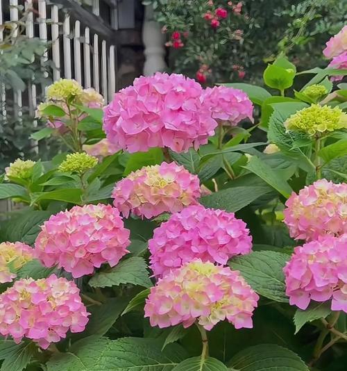 黄色绣球花的花语是什么？它象征着什么？