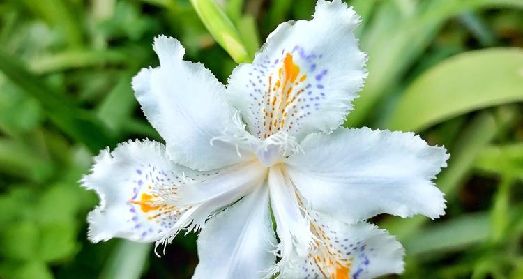 白色会飞的花象征着什么？它们的寓意是什么？