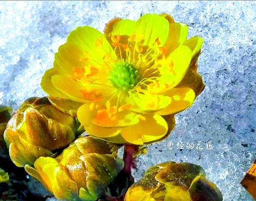 哪种花代表着健康和勇敢？它的花语是什么？