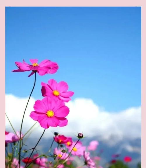 哪种花代表着健康和勇敢？它的花语是什么？