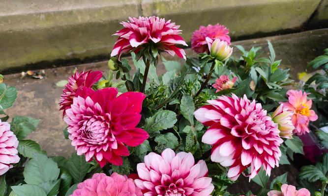 哪种花代表着健康和勇敢？它的花语是什么？