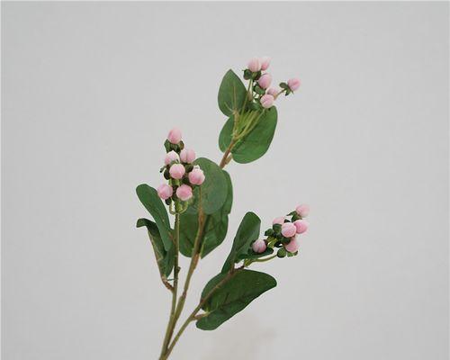 手捧花中加入相思豆有何寓意？相思豆在花艺中的象征意义是什么？