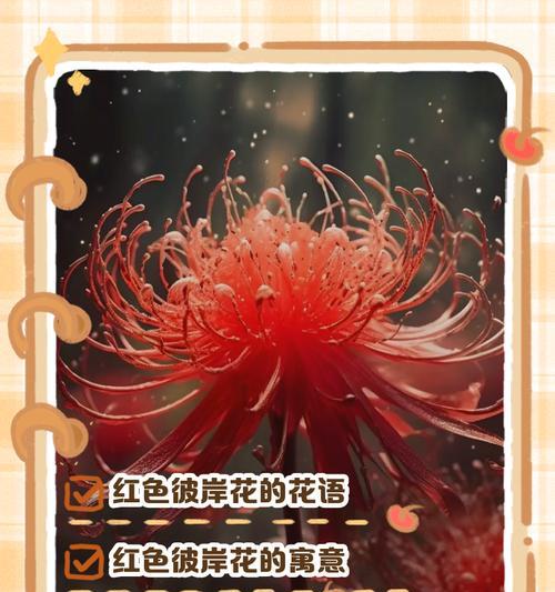 金色彼岸花的外语名是什么？彼岸花在不同文化中的寓意是什么？