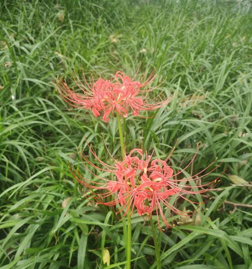 金色彼岸花的外语名是什么？彼岸花在不同文化中的寓意是什么？