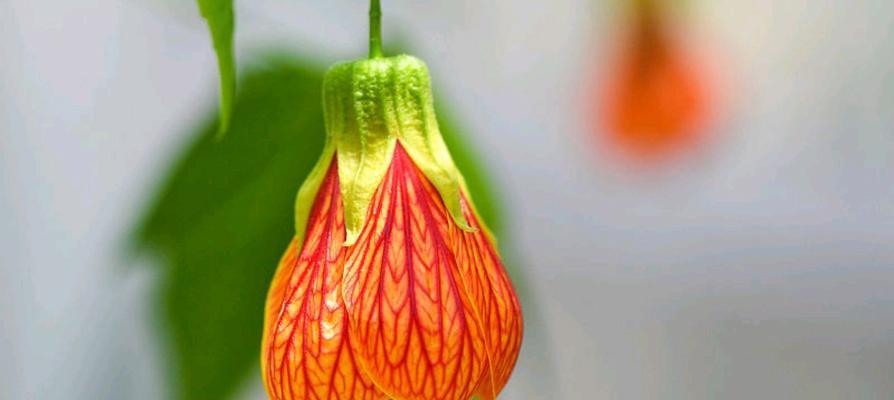 金色寓意富贵的花是什么花？哪种花象征着财富和繁荣？
