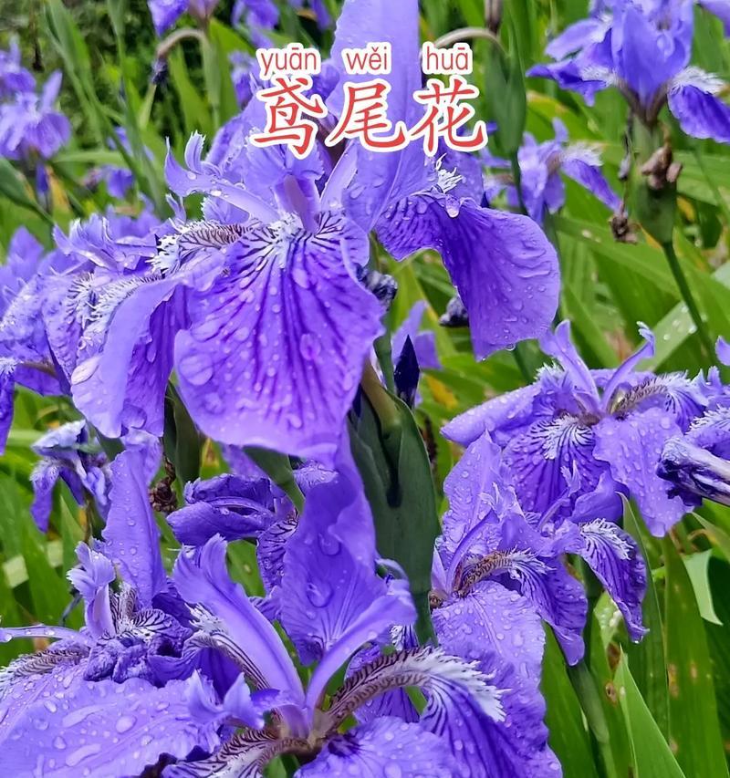 淡紫色刮刀花有什么寓意？刮刀花的花语是什么？