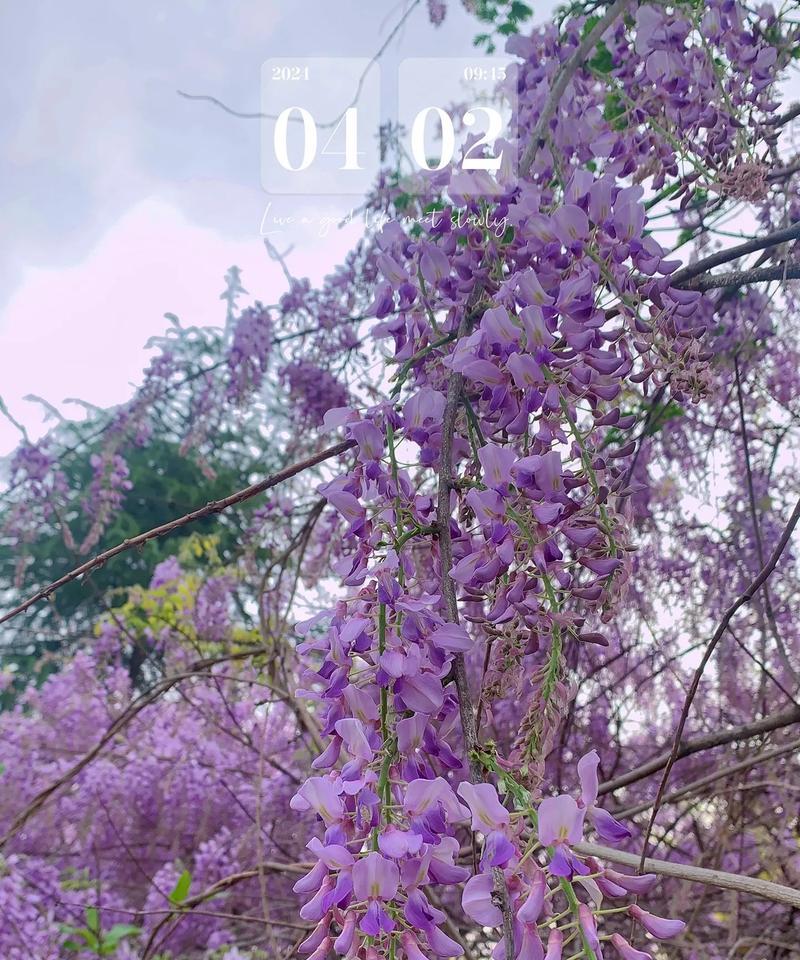 淡紫色刮刀花有什么寓意？刮刀花的花语是什么？