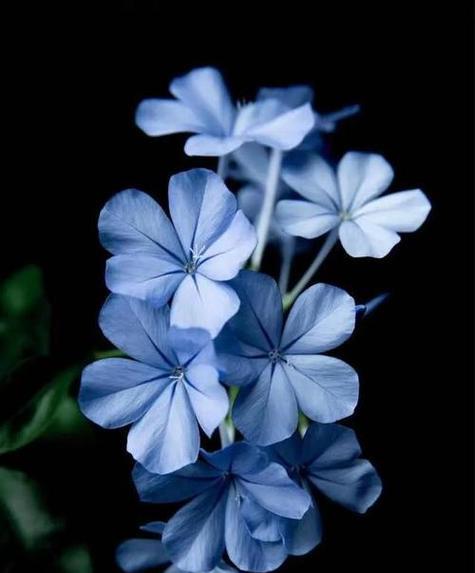 兰色代表的花有哪些寓意？