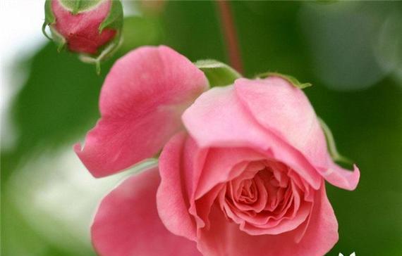玫粉色玫瑰花代表什么？它的寓意是什么？